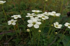 Parnassia chinensis
